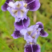 Iris germanica Dividing Line