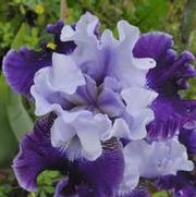 Iris germanica Fabulous One