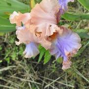 Iris germanica Florentine Silk