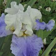 Iris germanica Fuji Skies