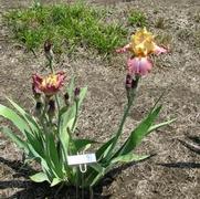 Iris germanica High Chapparral