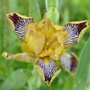 Iris germanica Jack's Pick