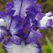 Iris germanica Liberty Classic