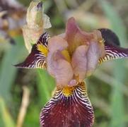 Iris germanica Petite Louvois