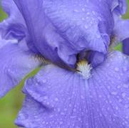 Iris germanica Shipshape