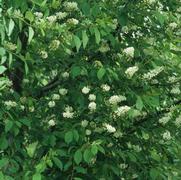 Prunus virginiana Schubert
