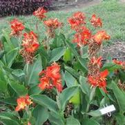 Canna South Pacific™ Scarlet