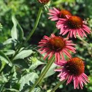 Echinacea Hot Lava