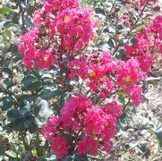Lagerstroemia indica Pink Velour®