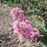 Lagerstroemia indica Potomac