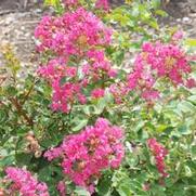 Lagerstroemia indica Watermelon Red
