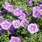 Nierembergia Augusta® Blue Skies