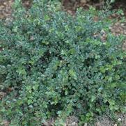 Cotoneaster apiculatus