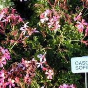 Pelargonium peltatum Cascade® Sofie