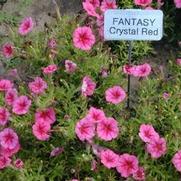 Petunia x hybrida Fantasy Crystal Red