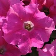 Petunia x hybrida Supertunia® Giant Pink