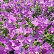 Petunia x hybrida Supertunia® Lavender Skies