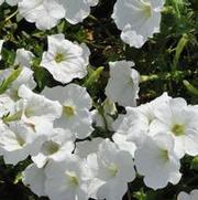 Petunia x hybrida Supertunia® White