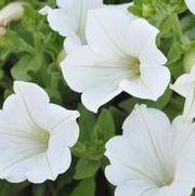 Petunia x hybrida Surfinia® White Improved
