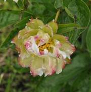 Paeonia lactiflora Alley Cat