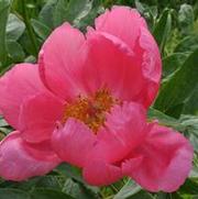 Paeonia lactiflora Rose Garland