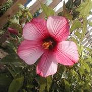 Hibiscus Candy Stripe