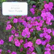 Dianthus Amazon Neon Purple