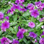 Catharanthus roseus First Kiss Blueberry