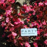 Begonia semperflorens Party Pink Bronze Leaf