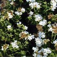 Pelargonium x hortorum Patriot White