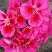 Pelargonium x hortorum Tango Rose Splash