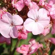 Pelargonium x hortorum BullsEye Light Pink