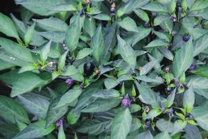 Capsicum annuum 'Black Olive' Ornamental Pepper from Kansas Roots