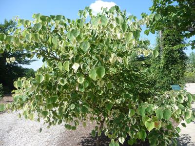 Cercis canadensis 'Silver Cloud' Eastern Redbud from Kansas Roots