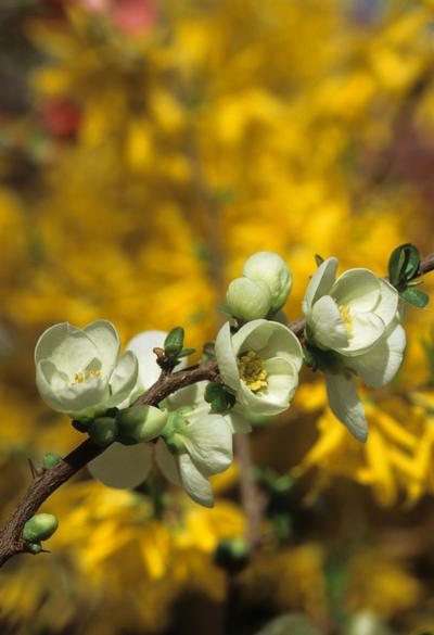 Chaenomeles x superba 'Jet Trail' Flowering Quince from Kansas Roots