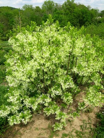 Chionanthus virginicus White Fringetree from Kansas Roots