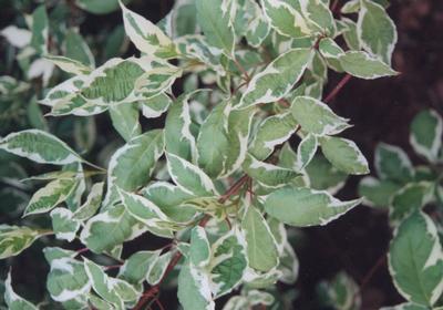 Cornus alba 'Argenteo-marginata' Tartarian dogwood from Kansas Roots