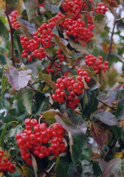 Crataegus phaenopyrum Washington Hawthorn from Kansas Roots