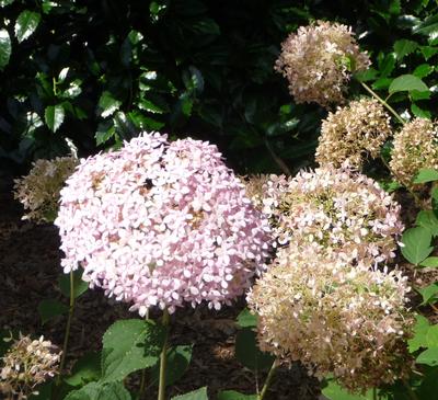 Hydrangea arborescens 'Invincibelle® Spirit' Smooth Hydrangea from Kansas Roots
