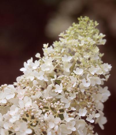 Hydrangea paniculata 'Little Lamb' Hardy Hydrangea from Kansas Roots