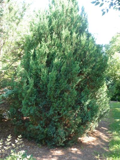 Juniperus chinensis 'Blue Point' Chinese Juniper from Kansas Roots
