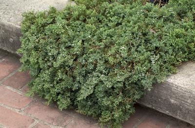 Juniperus horizontalis 'Wiltonii' Blue Rug Juniper from Kansas Roots