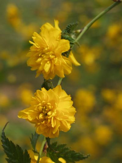 Kerria japonica 'Pleniflora' Japanese Kerria from Kansas Roots
