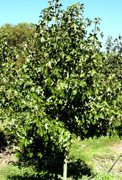 Liquidambar styraciflua 'Rotundiloba' Sweetgum from Kansas Roots