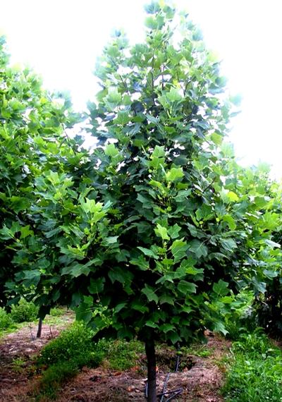 Liriodendron tulipfera Tulip Poplar from Kansas Roots