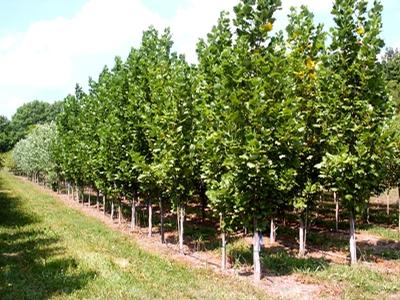 Liriodendron tulipifera 'Arnold' Columnar Tulip Tree from Kansas Roots