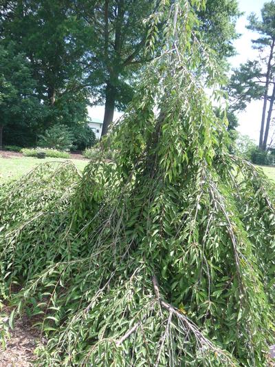 Prunus incisa 'Pendula' Weeping Fuji Cherry from Kansas Roots