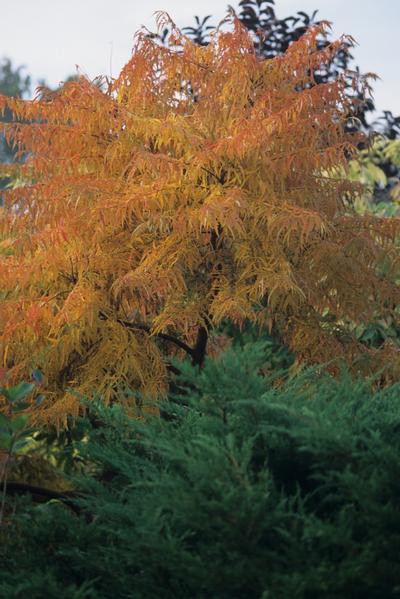 Rhus typhina 'Laciniata' Laceleaf Staghorn Sumac from Kansas Roots