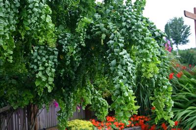 Robinia pseudoacacia 'Twisty Baby™' Dwarf Black Locust from Kansas Roots
