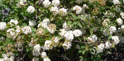 Spiraea prunifolia Bridal Wreath Spirea from Kansas Roots